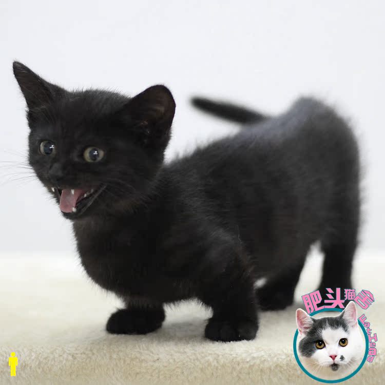 肥头猫舍/包邮/ 英短曼基康矮脚猫纯黑猫短腿猫纯种宠物猫咪活体