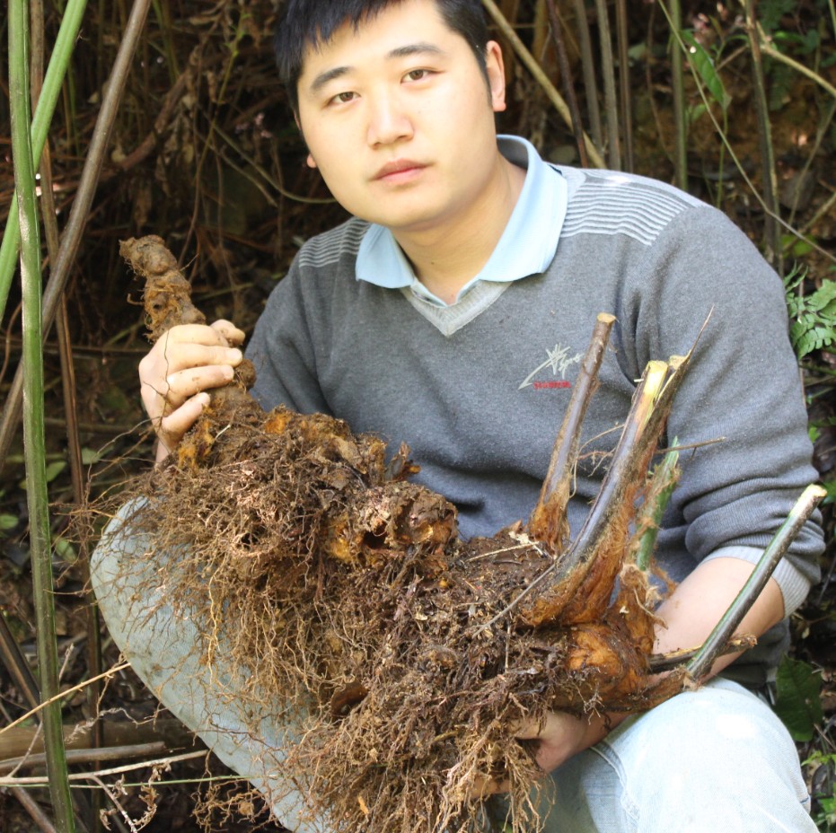 黄狗头 新鲜狗脊 金狗脊 金毛狗脊 金毛狮子 野生中药材500克包邮