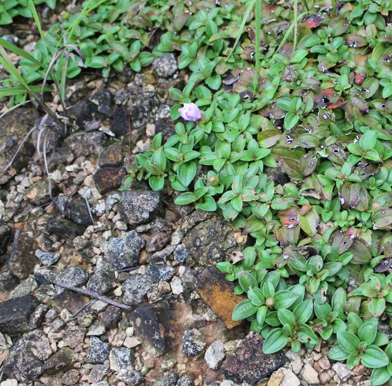 地捻野果苗新鲜地稔桃金娘野念草药植物铺地锦子园林庭院花艺包邮