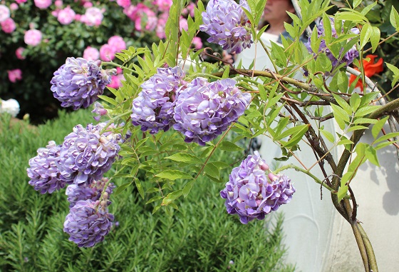 日本紫水晶瀑布紫藤多季节重复开花品种嫁接苗