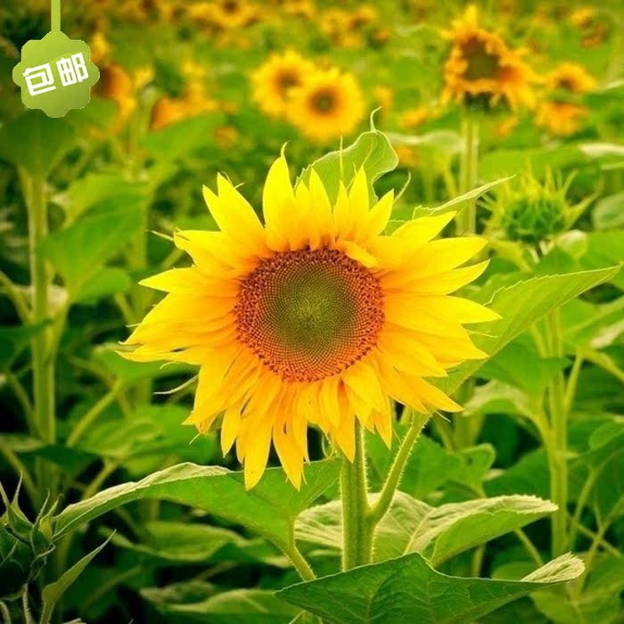 花种子四季种阳台易种季向日葵薄荷碗莲满天星盆栽太阳花种忘忧草