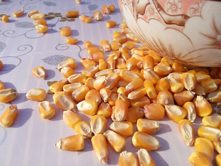 ɽũԲ 500g  ӿ