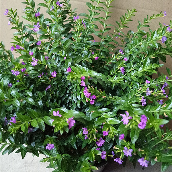 红花满天星 细叶萼距花雪茄花四季开花盆栽绿植庭院阳台窗台包邮