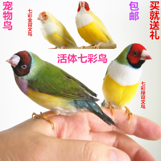 小鸟活体七彩宠物鸟观赏鸟绿背,金背文鸟新品活鸟上手鸟听话包邮