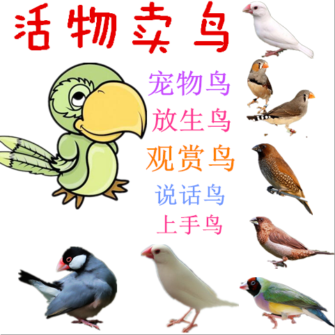 小鸟活体宠物观赏鸟说话鸟上手鸟放生鸟观音鸟七彩文鸟珍珠鸟包邮