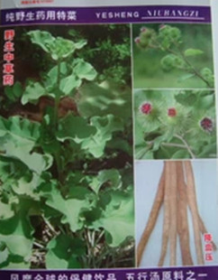 寿光蔬菜种子牛蒡子 大力子   纯野生药用特菜清热解毒降血压