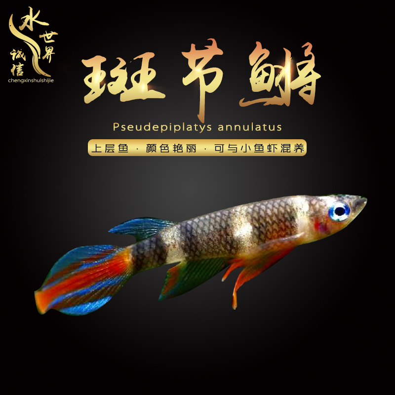 查看淘宝小型水族宠物热带鱼活体斑节鳉艳丽观赏鱼上层除油清道夫鱼可