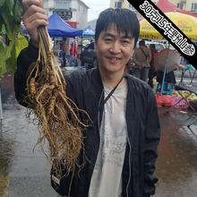 大森林派<新鲜野山参>15年30克鲜参长白山野生新鲜人参林下移山参