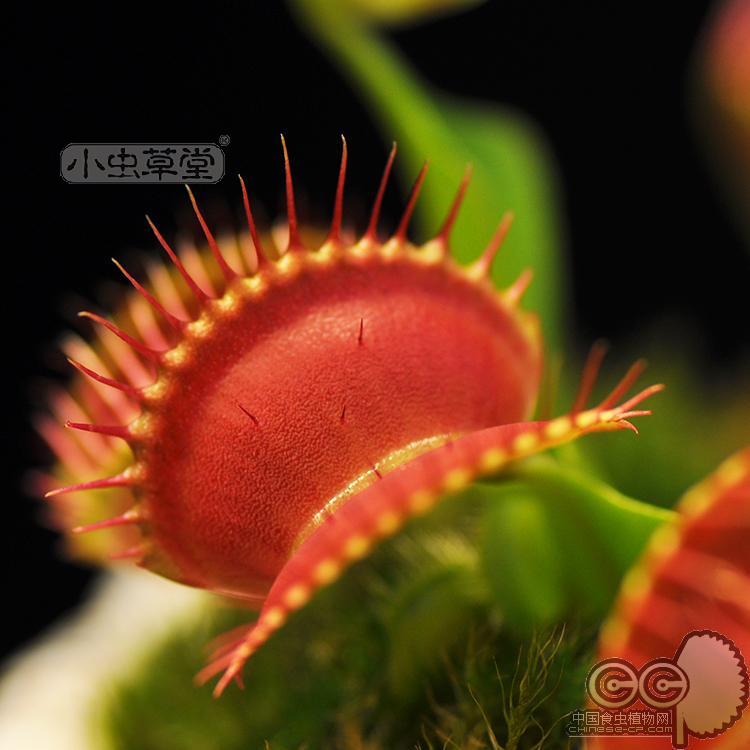 花市捕蝇草小虫草堂食虫植物盆栽食人花草吃食虫草含羞草奇花异草