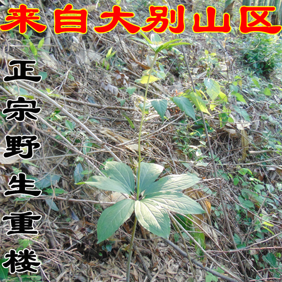 新货优质中药材野生山茱萸肉 山萸肉 枣皮特价包邮