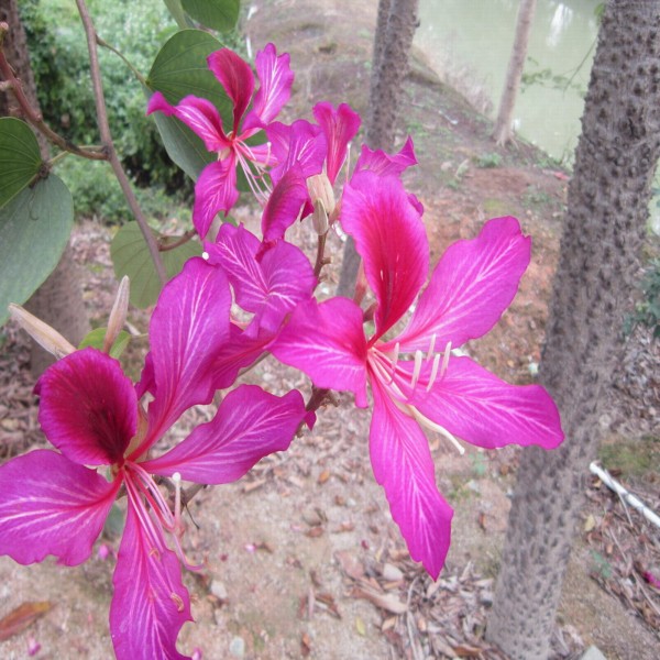 宫粉紫荆花苗 羊蹄甲花苗 红花紫荆,洋紫荆 宫粉羊蹄甲苗樱花苗