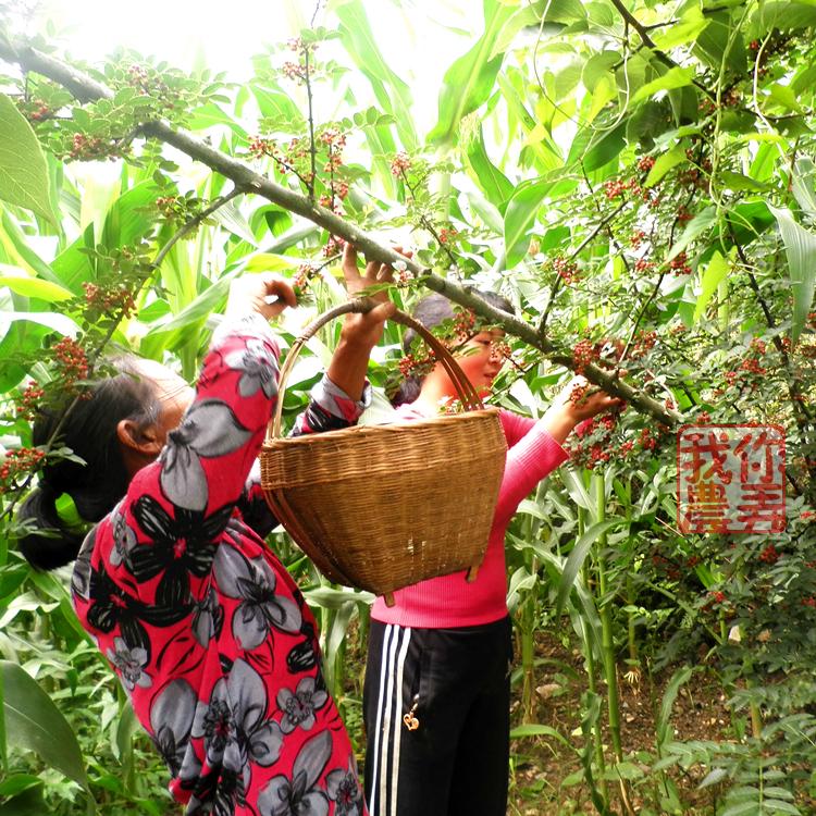 汉源花椒  干花椒 农家 太阳晒干 手工挑选 2016年新货 一两