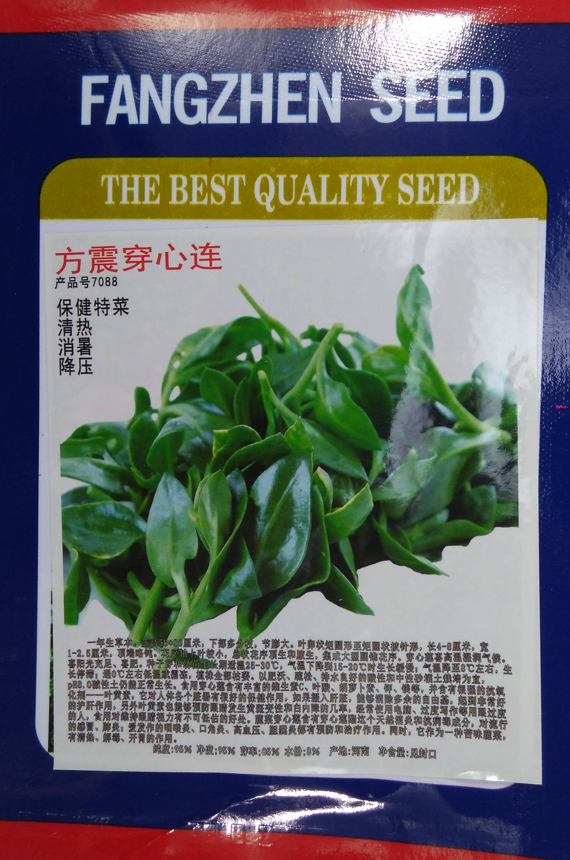 穿心莲种子