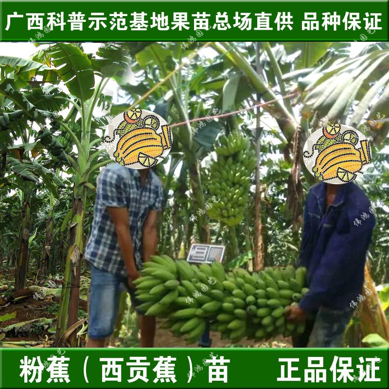 双皇冠特价正宗粤蔬优良品种金粉一号西贡蕉苗芭蕉粉蕉香蕉果树苗