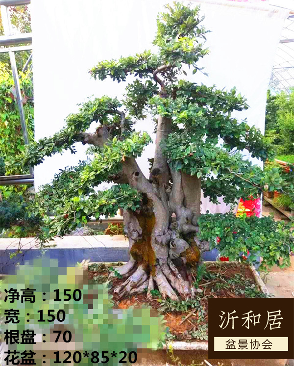 实拍 庭院绿植 风景树 大型精品榆树盆景树桩 下山桩