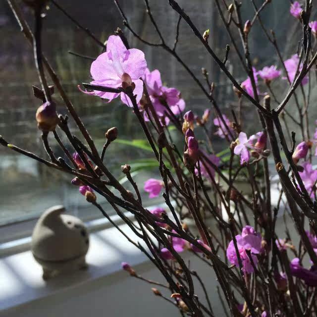 买2送1干杜鹃花枝金达莱达达香达子香花枝映山红干柴烈火花枝