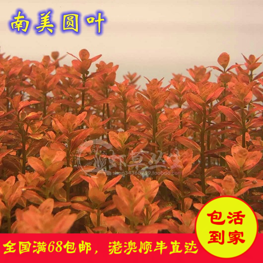 【虾草丛生】南美小圆叶/水草造景缸/红色水草/水中叶