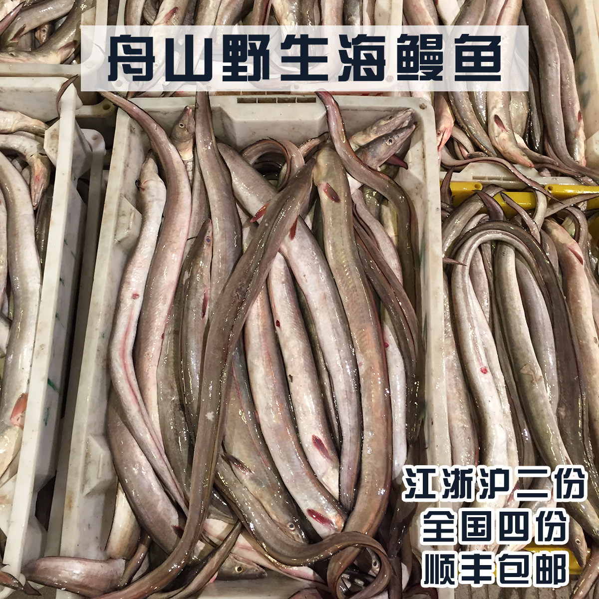 特价 东海舟山野生海鲜新鲜鳗鱼海鳗 一斤一条 顺丰包邮