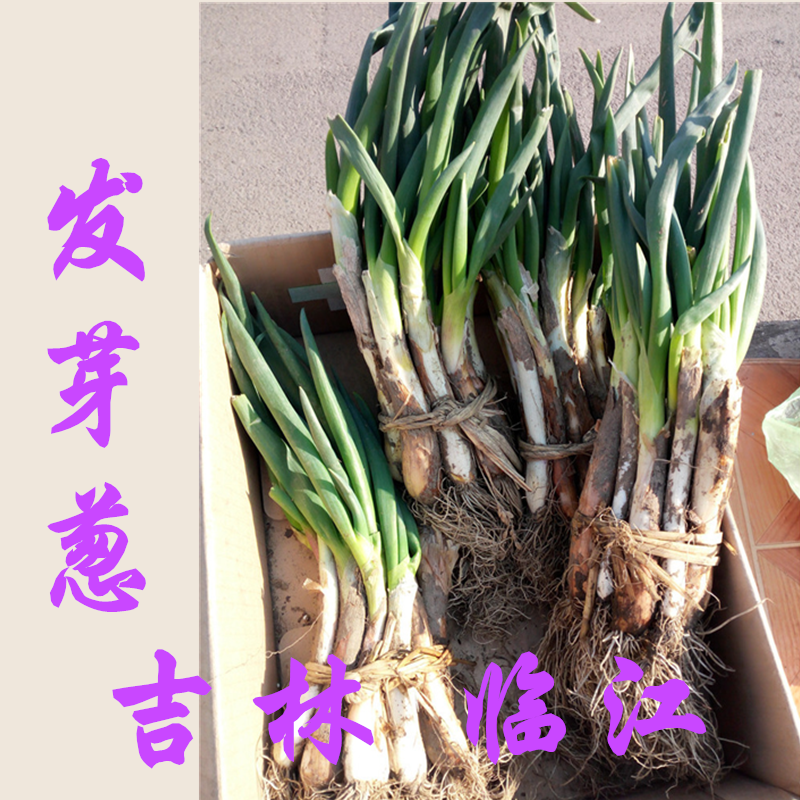 东北红皮大葱发芽葱新鲜无农药500克