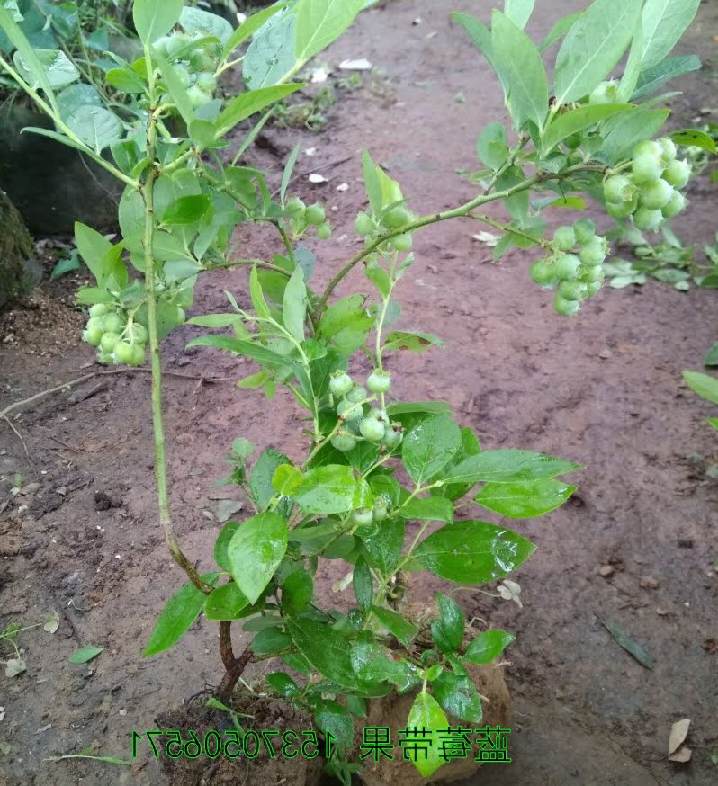 蓝莓树苗南北方种植当年结果盆栽地栽果树带原土发货