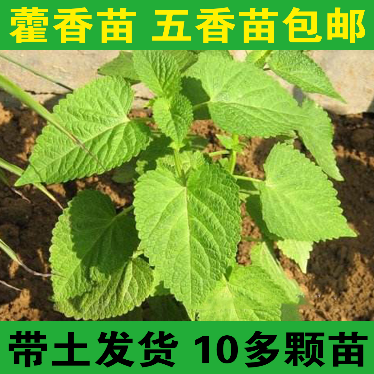 Ҷ޽ҶҶĴպ