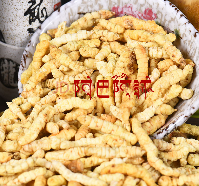 地蚕参草石蚕甘露子土冬虫草泽兰根白虫草地虫草石蚕 500g