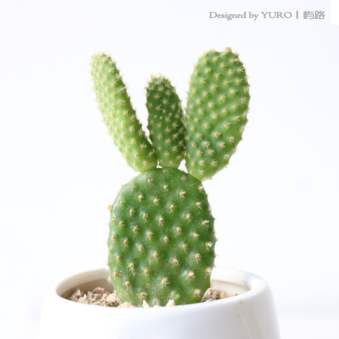 屿路 仙人掌科多肉植物【黄金纽】仙人球盆栽绿植花卉