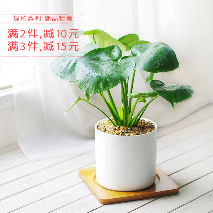 正品[绿色木质花架]绿色圃中小学教育网评测 绿