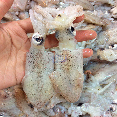 海兔鲜活 青岛野生笔管鱼新鲜小鱿鱼海鲜水产满3斤顺丰包邮海兔子