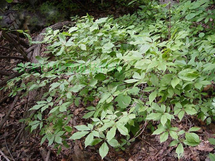野生新鲜中草药乌蔹草母猪藤五叶藤五龙草五爪龙现挖现卖五斤包邮