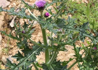 大蓟根新鲜野生现采中草药材正品牛口刺虎蓟刺蓟马蓟鸡脚剌儿菜