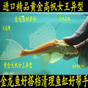 红眼白子女王大帆黄金大帆女王红眼异形鱼黄色清道夫高档观赏鱼