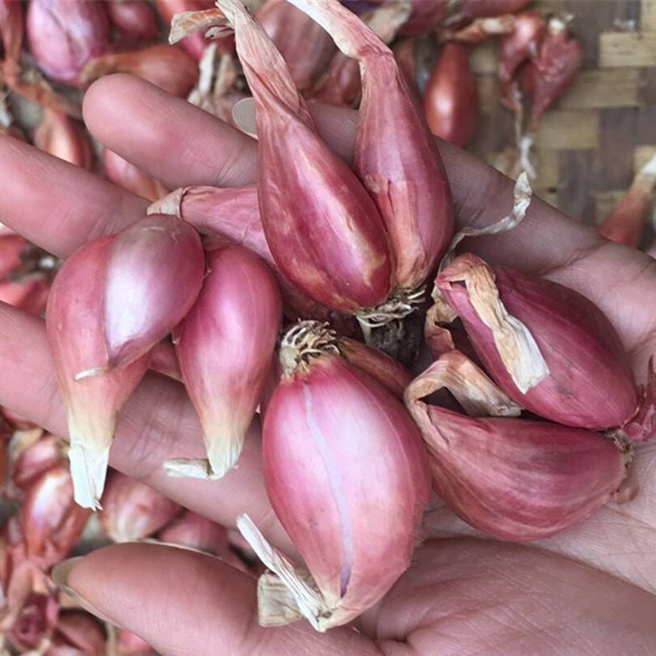 红葱头种子包邮香葱火葱小葱干葱阳台盆栽葱苗四季易种蔬菜种子