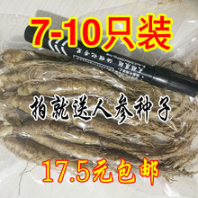 10棵100克鲜人参17.5元 包邮 带土鲜人参新鲜人参下山鲜人参6 人参