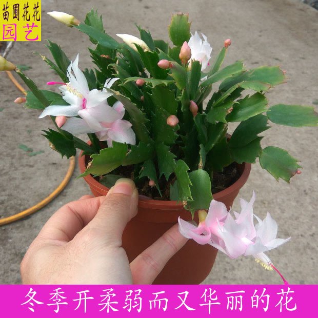 冬季开花蟹爪兰花苗盆栽 花苞多多蟹爪兰花卉 室内多肉植物盆景