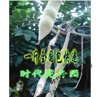 牛大力种子 牛大力苗木 大力薯种子山莲藕、大力薯种子南方人参