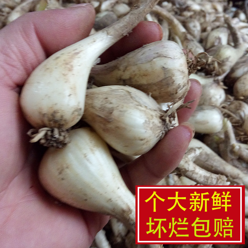 江西农家特产 新鲜蔬菜 茭头无叶荞头 蕌头 荞古 荞头