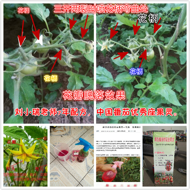 西红柿座果灵大小番茄通用授粉坐果灵抹花药安全省工不受温度影响