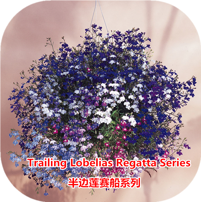 泛美进口花种子 垂吊型半边莲种子 进口六倍利 翠蝶花丸化种子