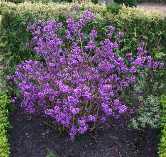 日本紫珠 callicarpa japonica thunb.观果盆栽苗