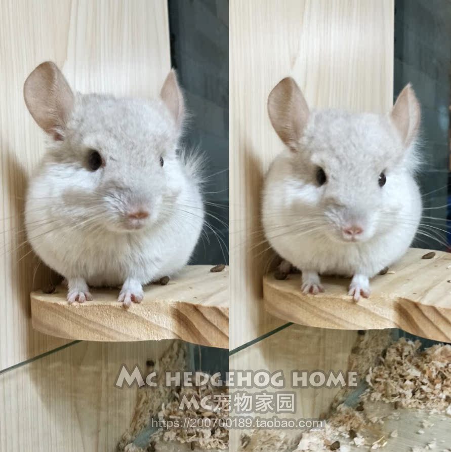 龙猫宝宝 标灰 银斑 粉白丝黑紫灰米色长毛 宠物龙猫活体有实体店