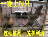 大号易捕自动连续捕鼠器老鼠笼家用高效灭鼠神器驱鼠抓捉耗子工具