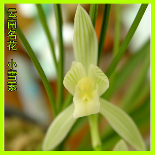 կկ֮ԭСѩ