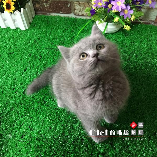 蓝猫弟弟幼猫纯种宠物猫cfa赛级大圆脸 大脑袋品相超级好