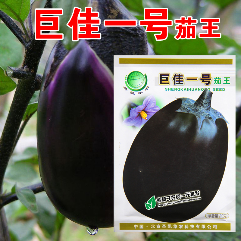 十吨茄油罐茄 特大牛心茄种子 紫皮籽少 矮瓜紫红茄子
