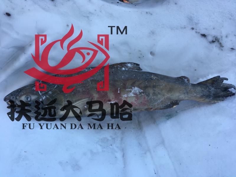 黑龙江特产抚远特产未腌制2016新鲜大马哈鱼纯野生鱼东北大鱼