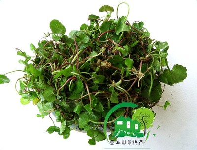 特产野菜 马蹄菜 撒撇菜 凉菜 野生 绿菜品 藤菜 拌菜苦凉菜500克