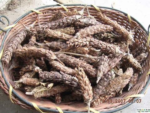 谓博中药材 夏枯草 夏枯球 白花草 棒槌草