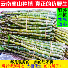 云南石斛仿野生种植三年生铁皮石斛鲜条500g雁荡山霍山石斛枫斗