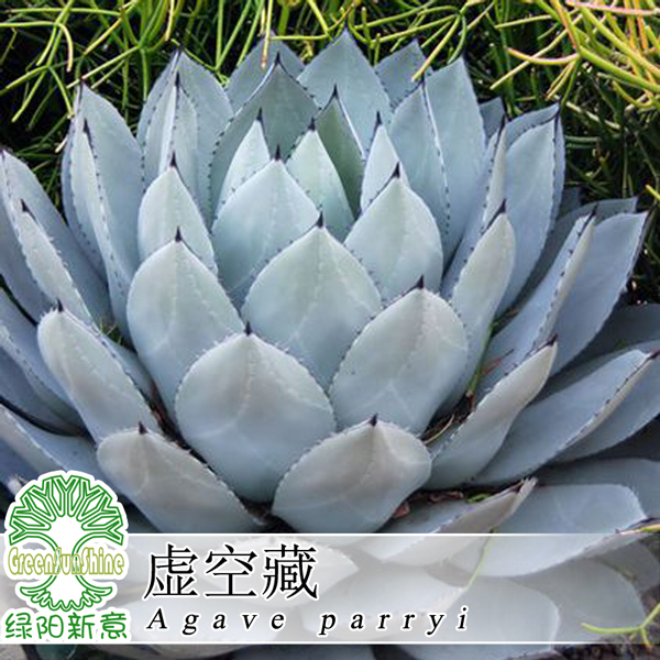 【绿阳家】虚空藏 多肉种子 龙舌兰属 agave parryi 德国kk